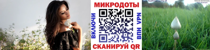 Галлюциногенные грибы прущие грибы  Иннополис 